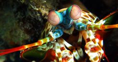 This shrimp is awesome